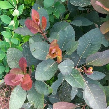 Скумпия Грейс